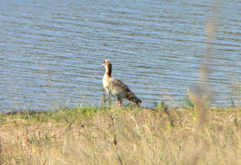 JAR 046.JPG - Egyptian Goose, neboli Husice egyptská.